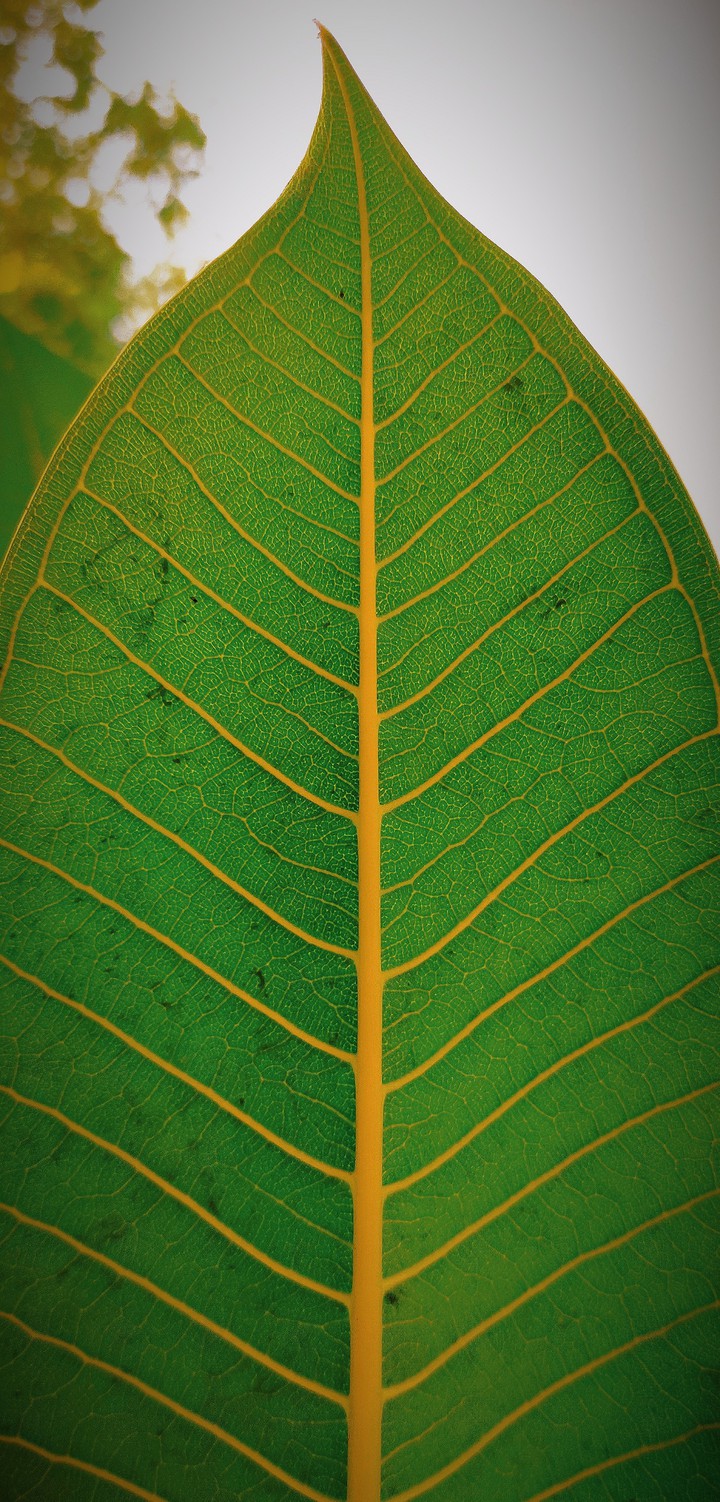 peepal leaf