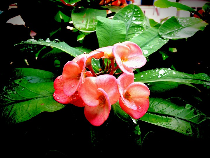 Flower at My Home on a Rainy day