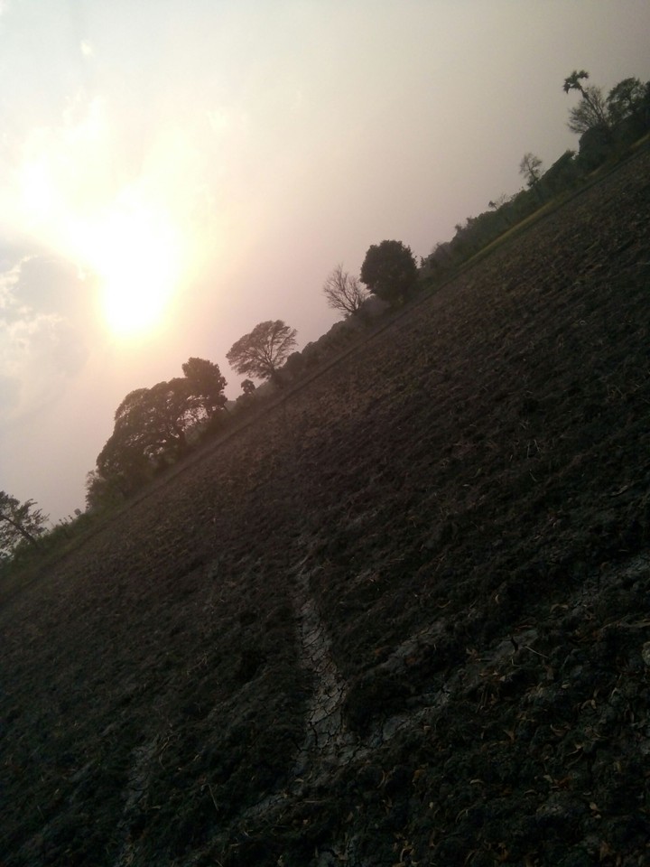 Country Life