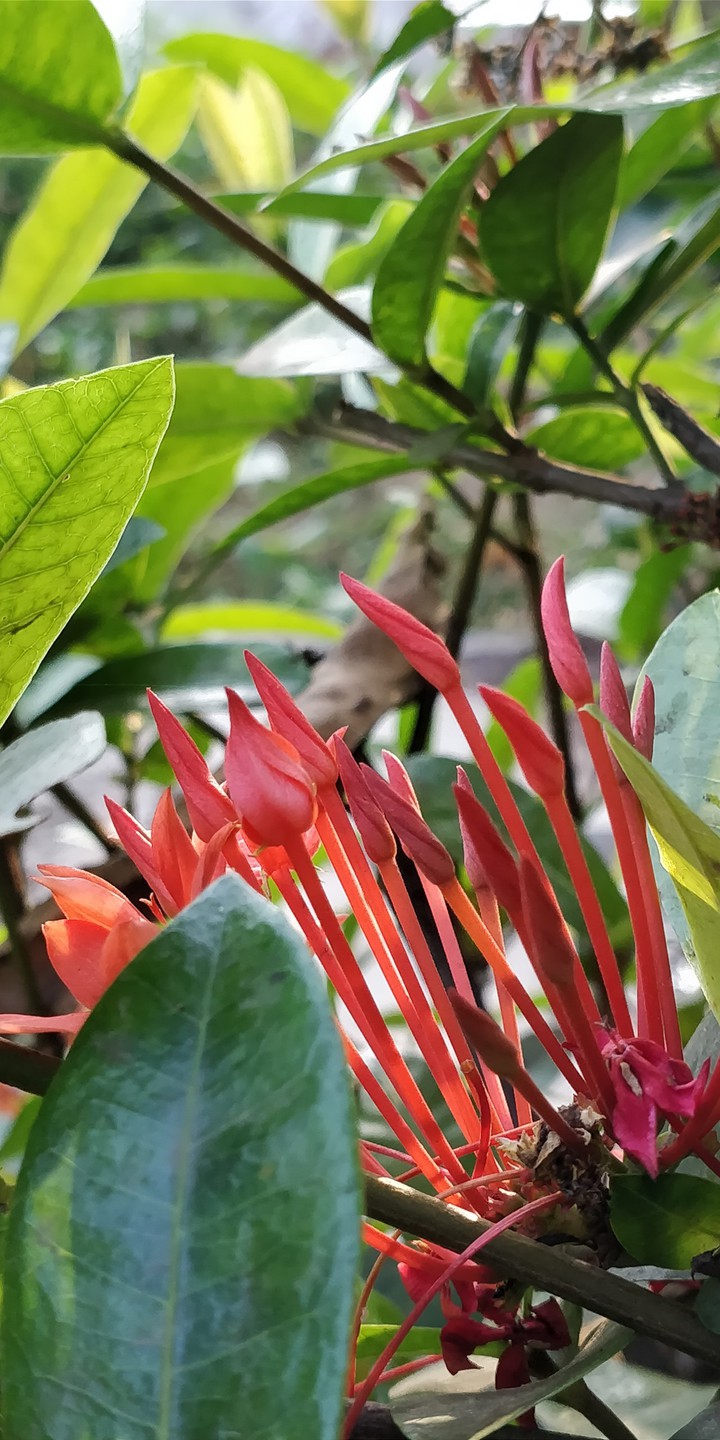 Flowers with stems