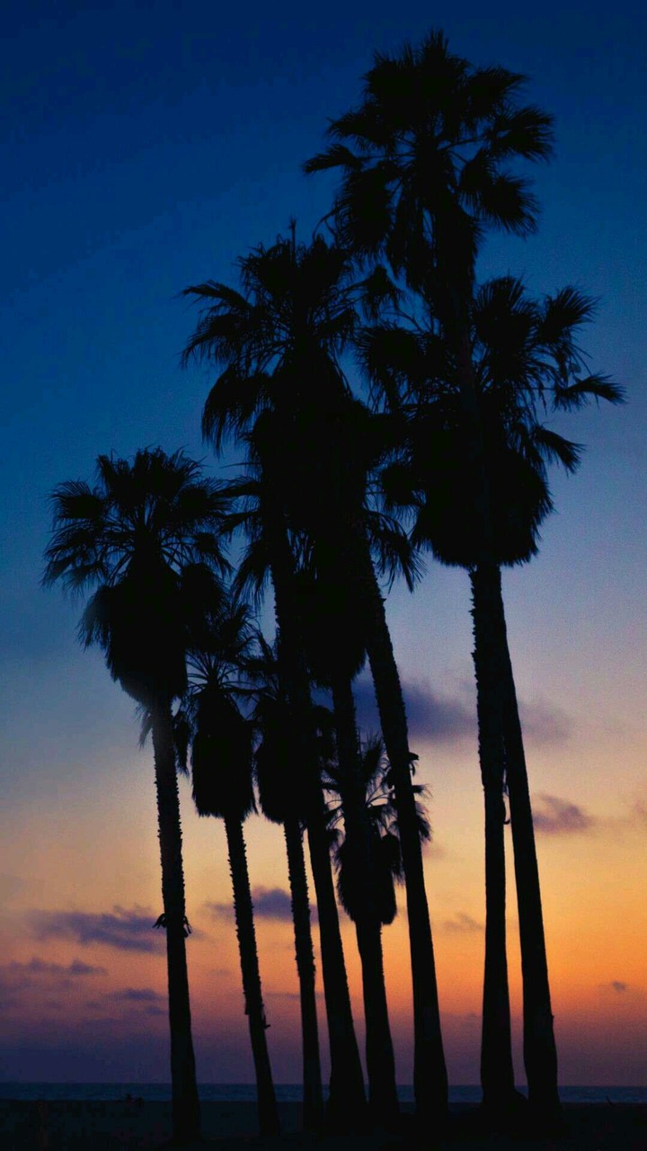 Dark trees