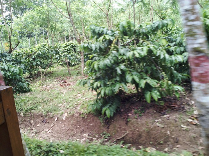 kopi