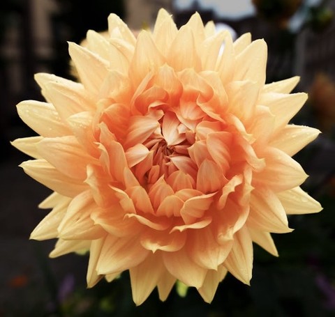 petal, rose壁纸