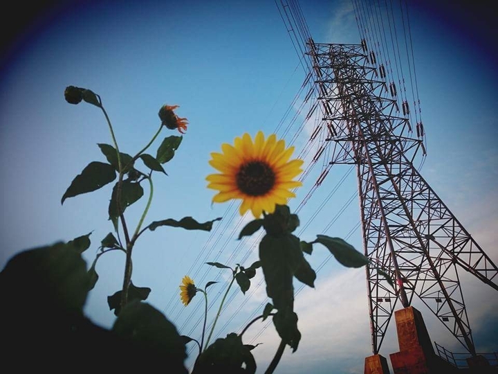 太陽花