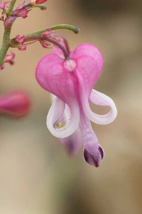 Exotic flower.