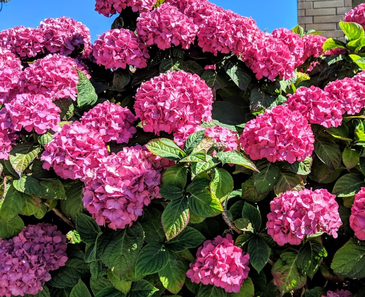 Hydrangeas