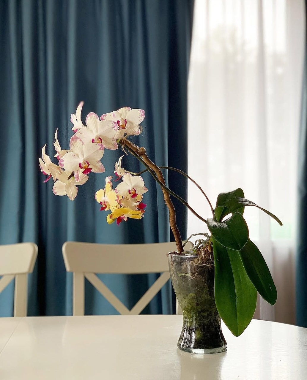 fondos de pantalla flowerpot, floristry