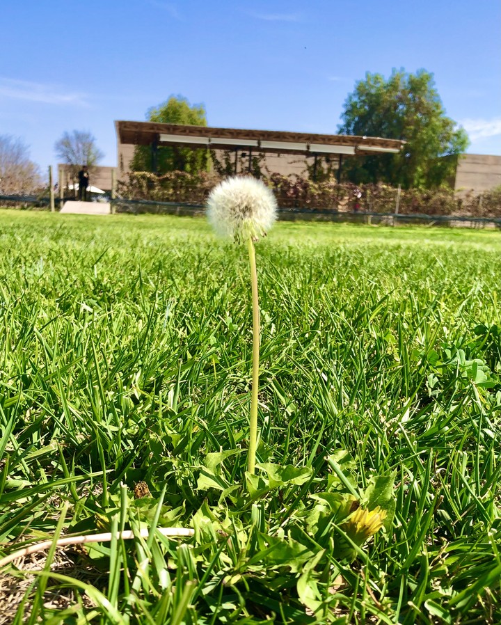 Diente de León