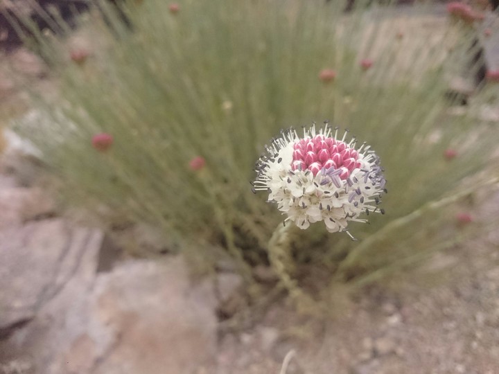 flora