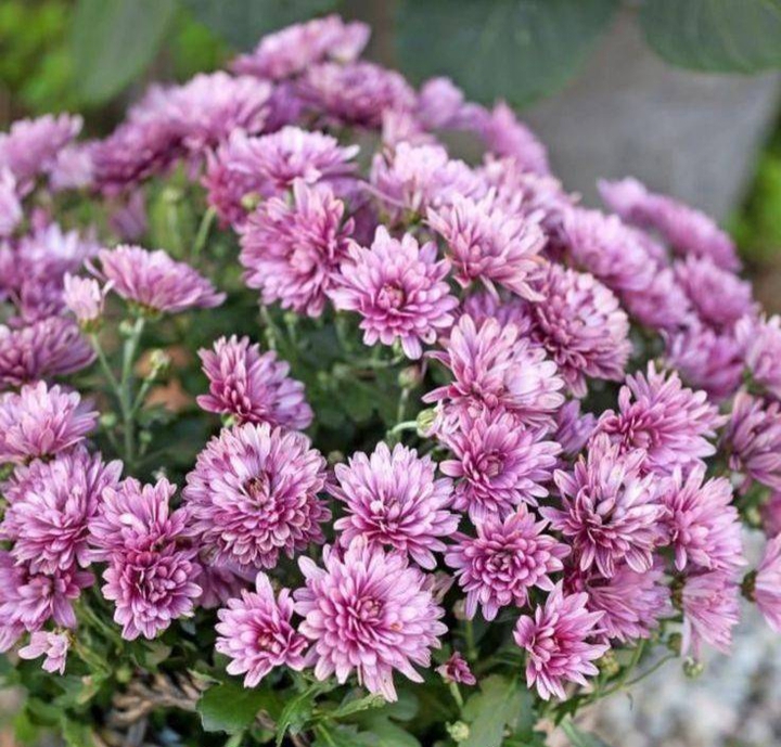 Purple flowers
