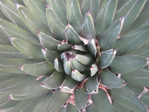 succulent plant