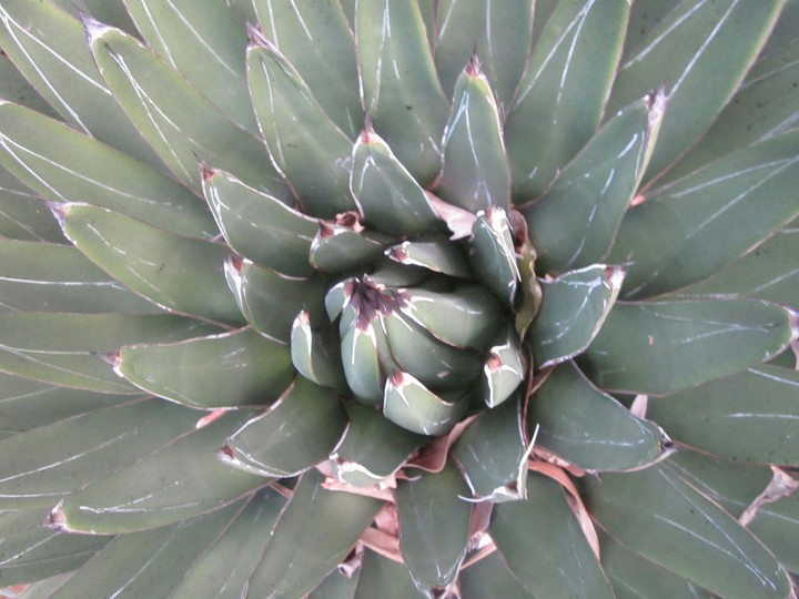 succulent plant
