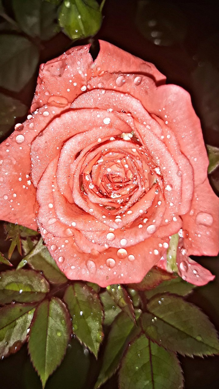 Love rose