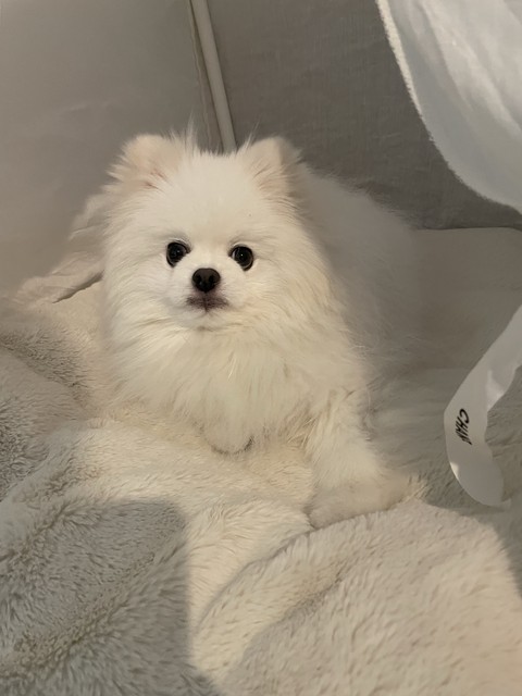 ταπετσαρίες whiskers, dog