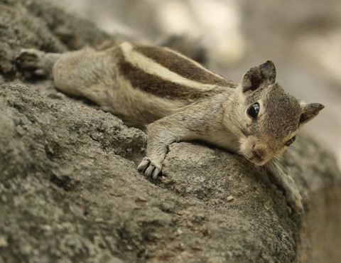 tapety wildlife, Squirrel