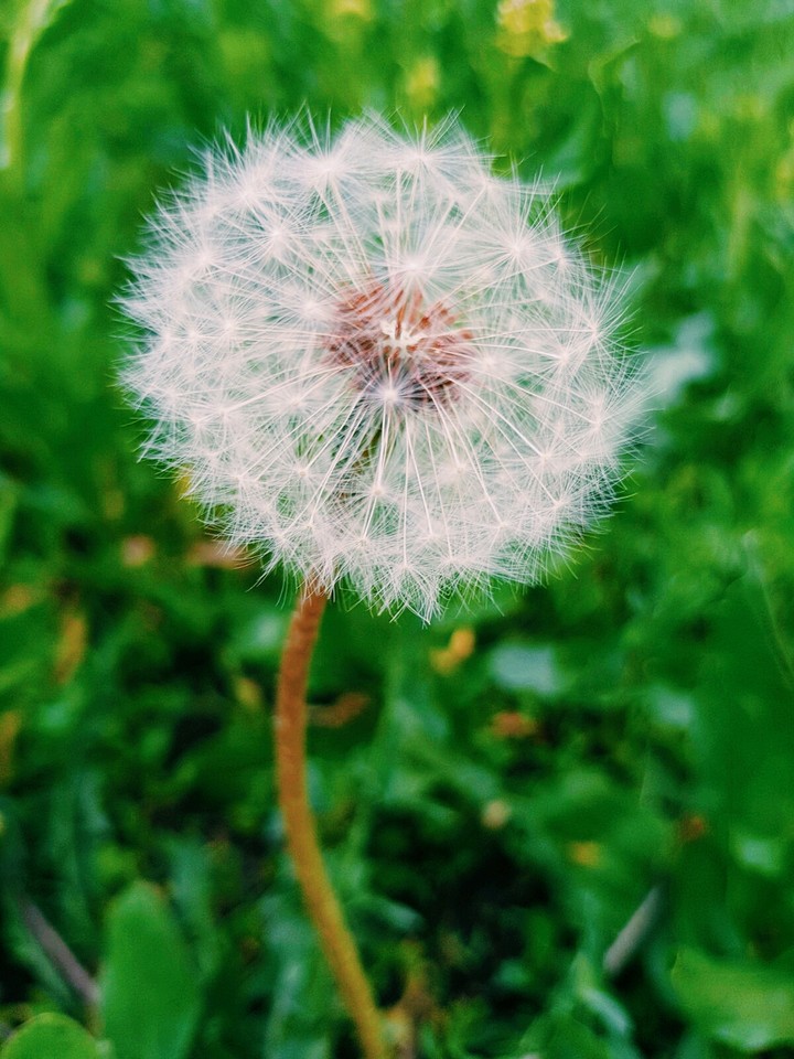 dandelion