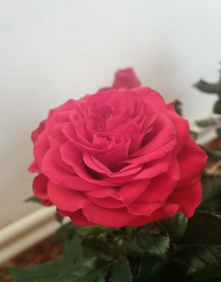 Red rose