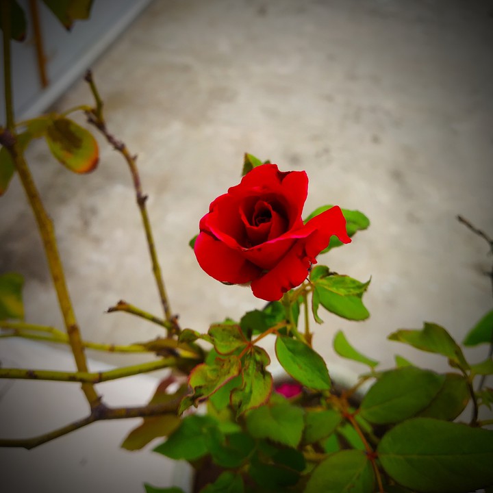 rose