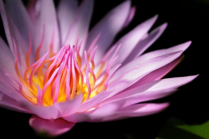 Pink Beauty