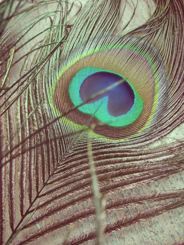 peacock feather
