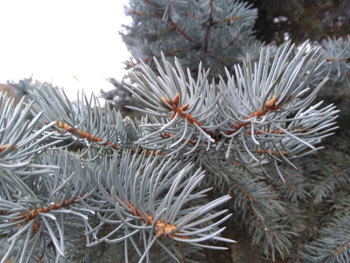 ель