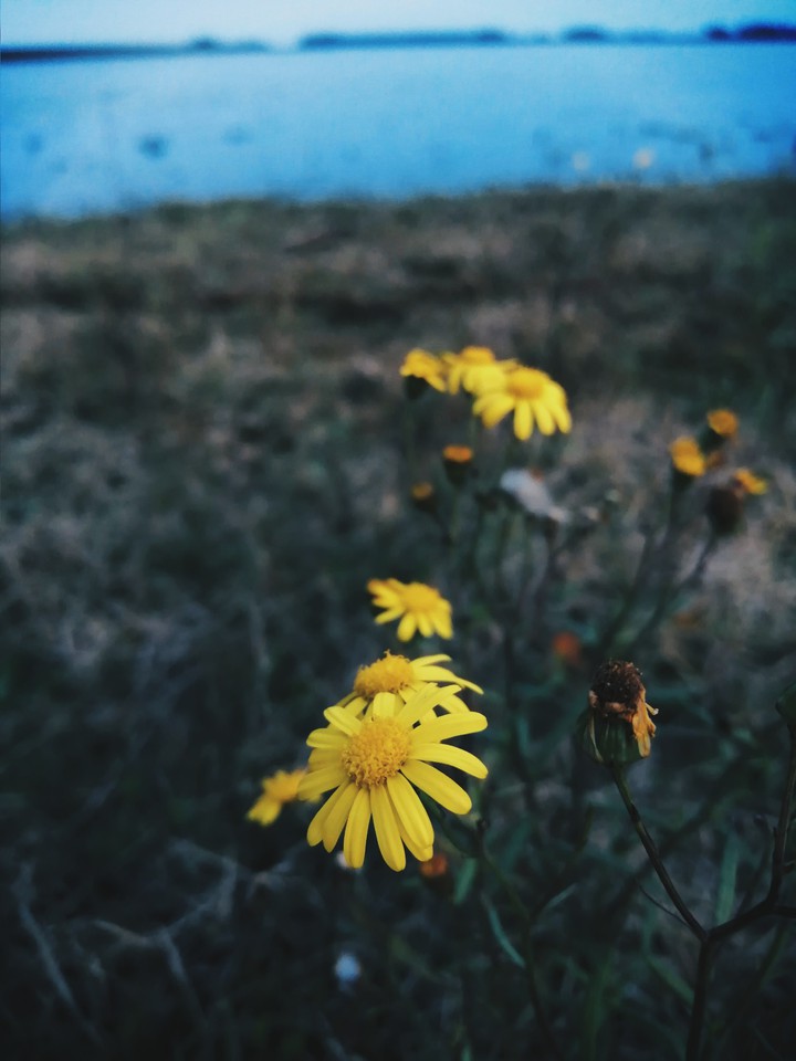 flor amarilla