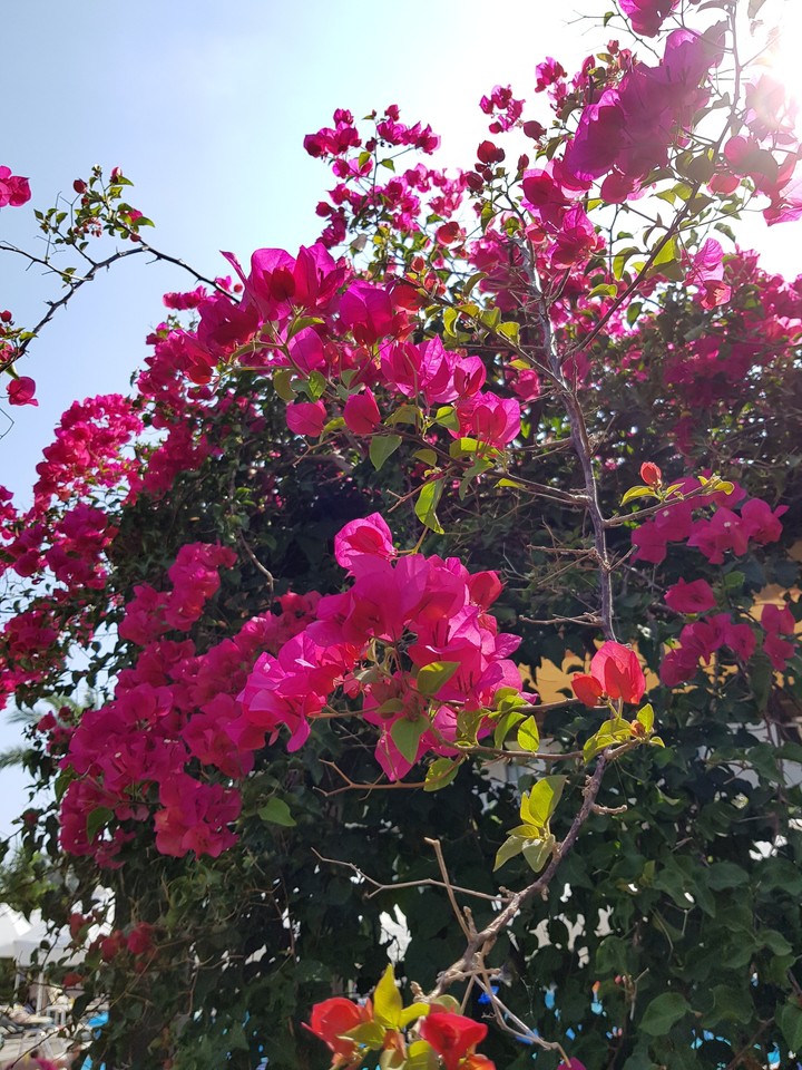 pink