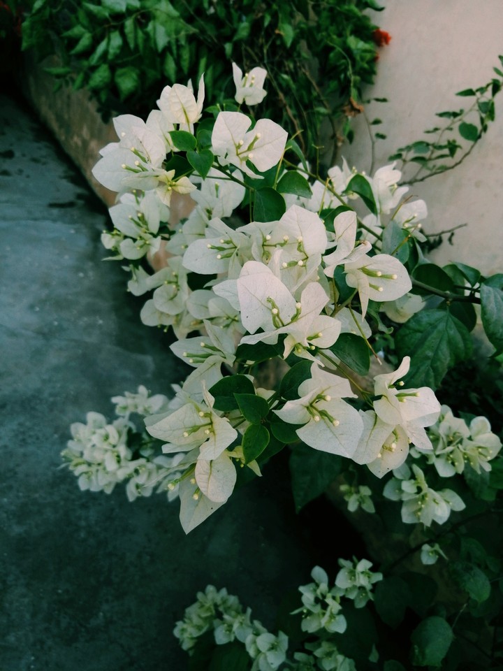 Prity Picture Click