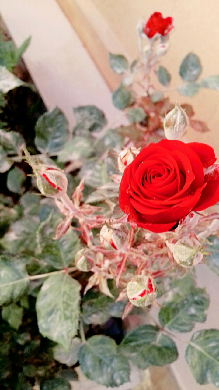 red rose