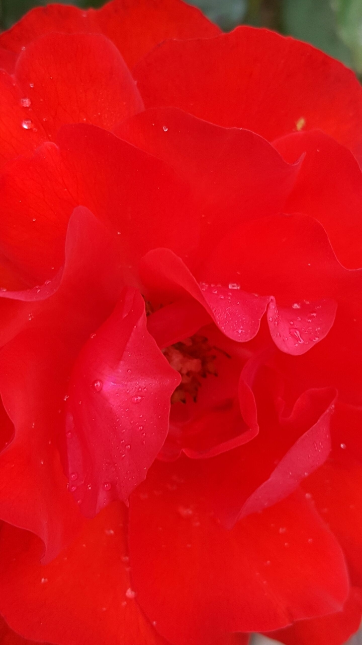red rose