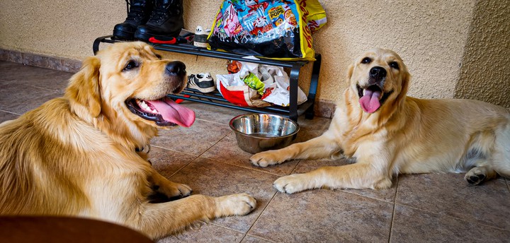 Happy dogs