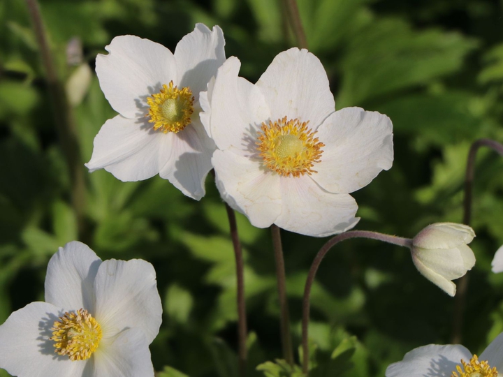 Blume