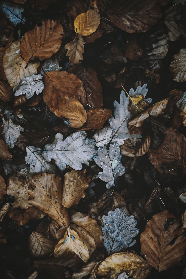 Dry leaves