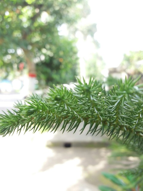 leaf