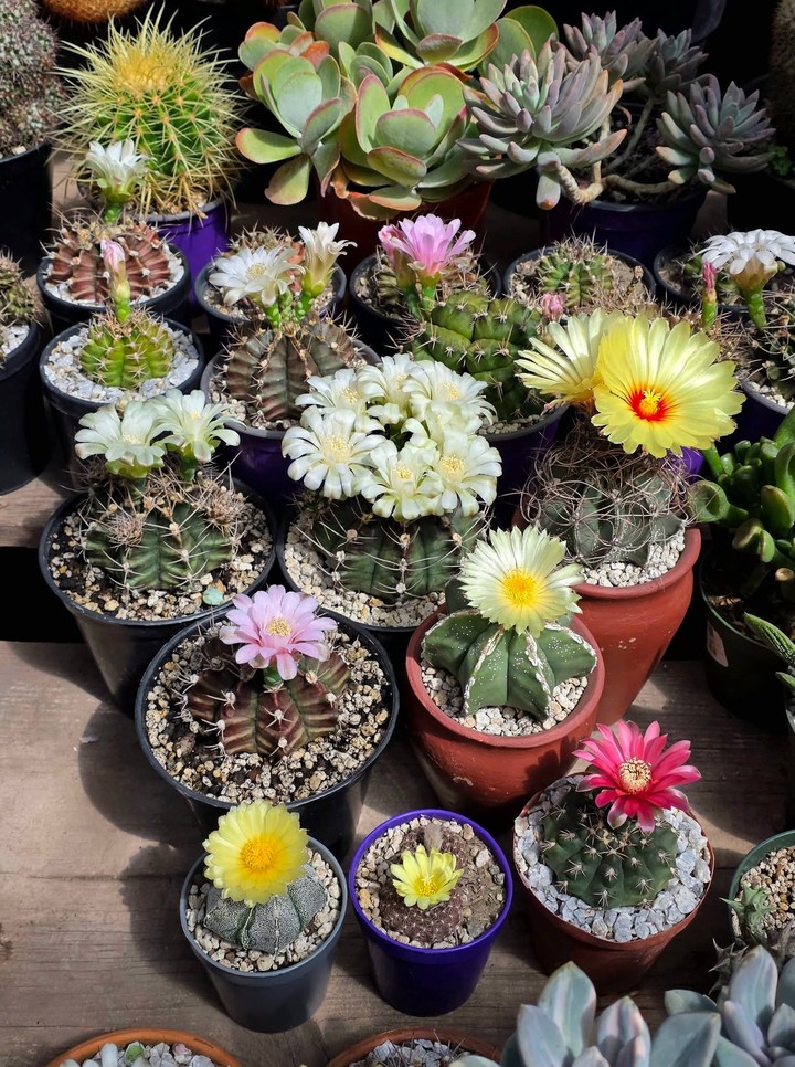 רקעים flowerpot, petal