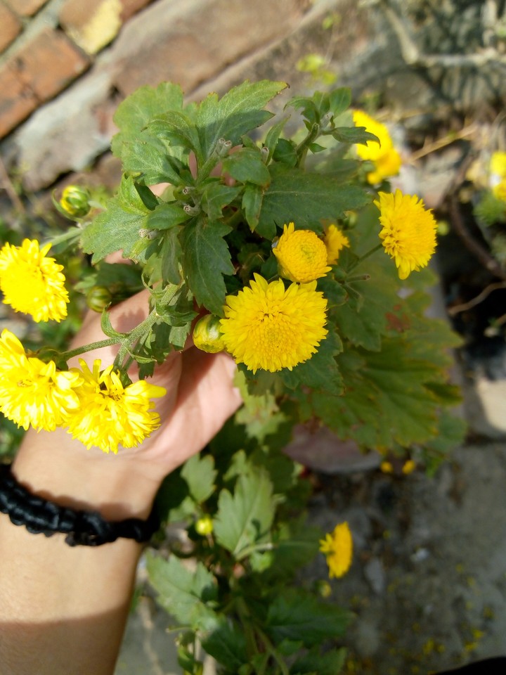 blossom