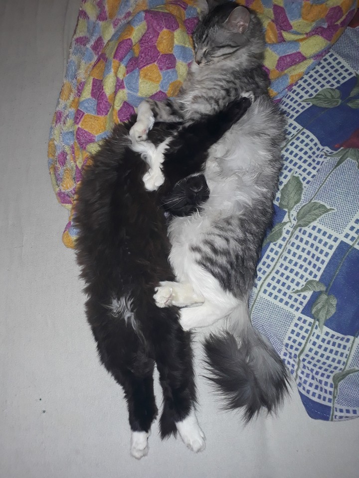 кошки