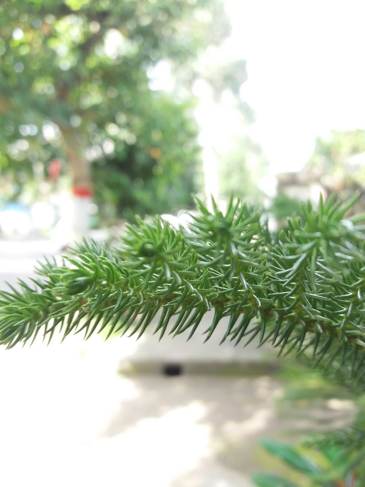 leaf