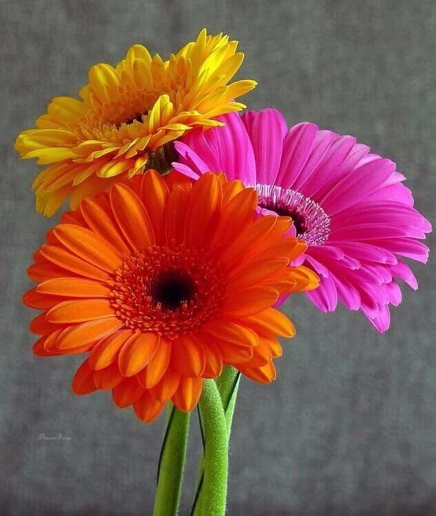 Nice flowers with full colored.