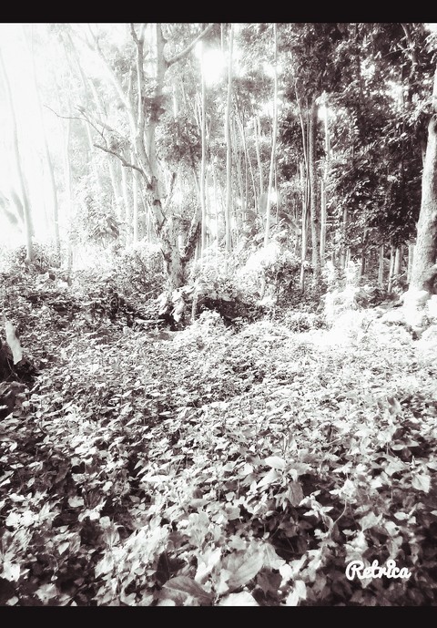 forest