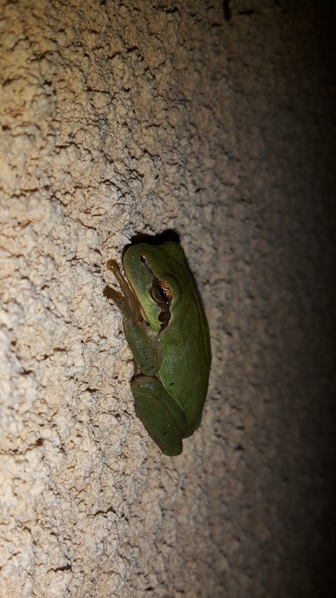 Little friend