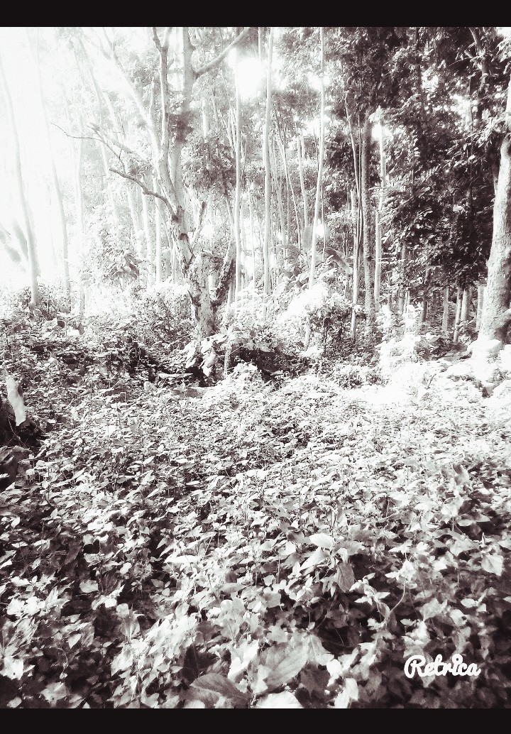 forest