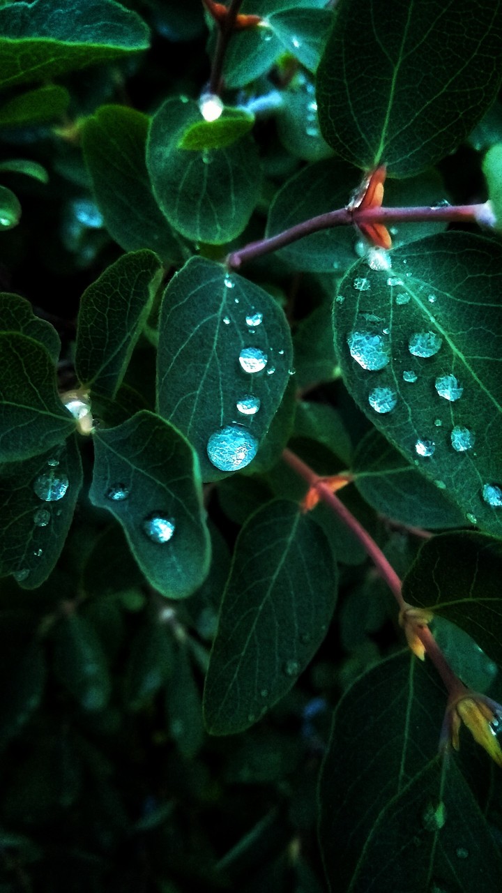Drops of water on a sheet