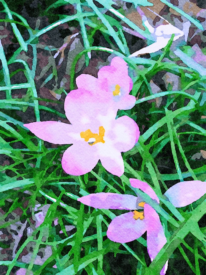 Krokusse in Wasserfarbe