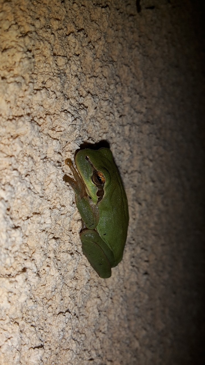 Little friend