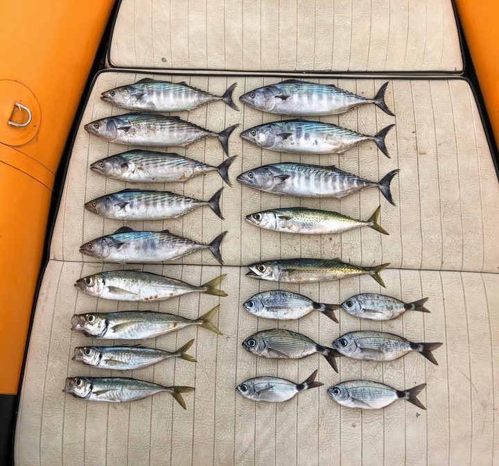 oggi pesce