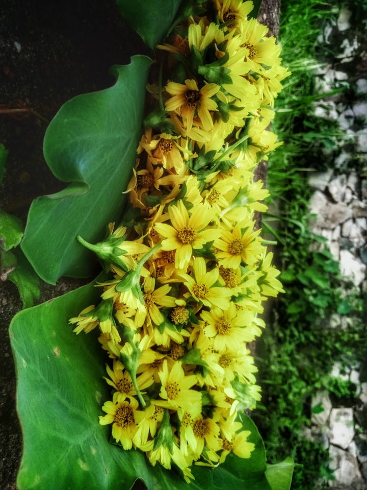 yellow flowers