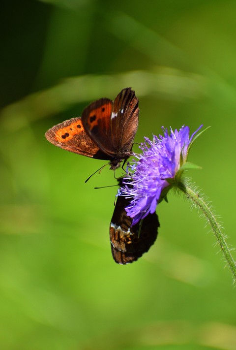 רקעים invertebrate, insect