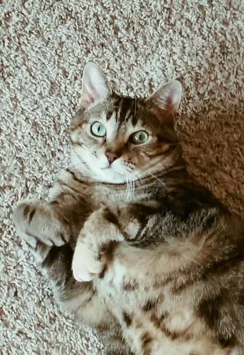 My cat is so silly.