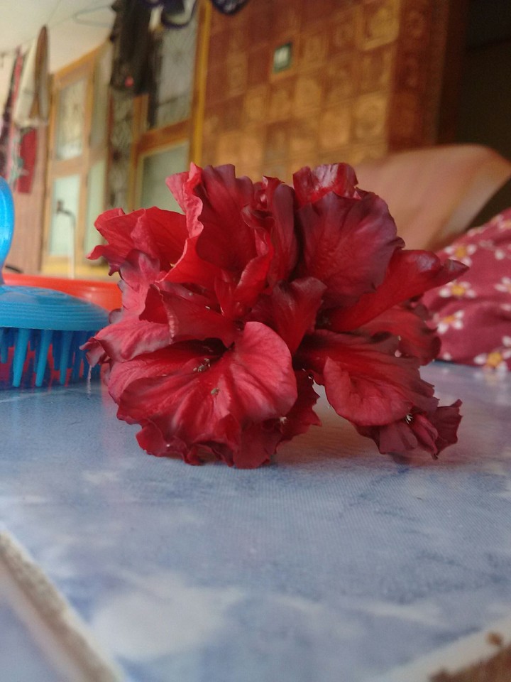 natural pic red flower